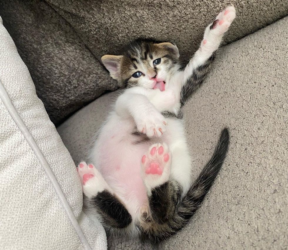 cute kitten paws belly