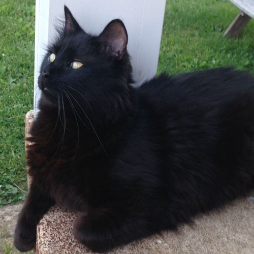 Un chat de sauvetage noir duveteux atteint d'hypoplasie cérébelleuse