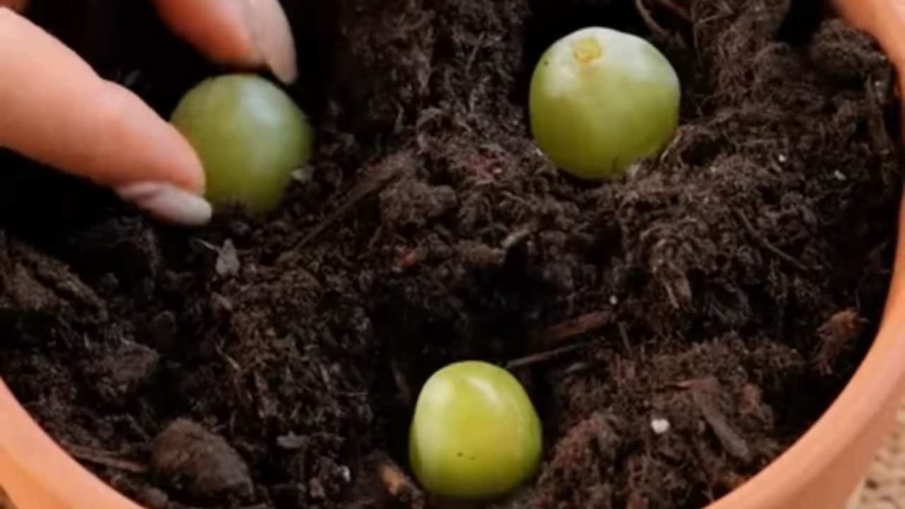 Placing 3 grapes in a pot filled with soil
