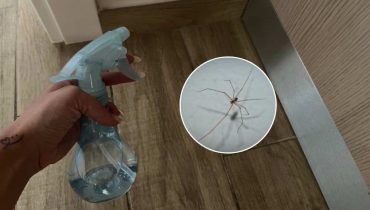 How to Get Rid of Spiders on a Budget
