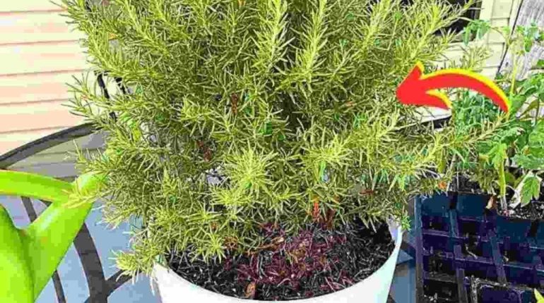aromatic plant nursery experts' advice pot cultivation Rosemary rosemary care 