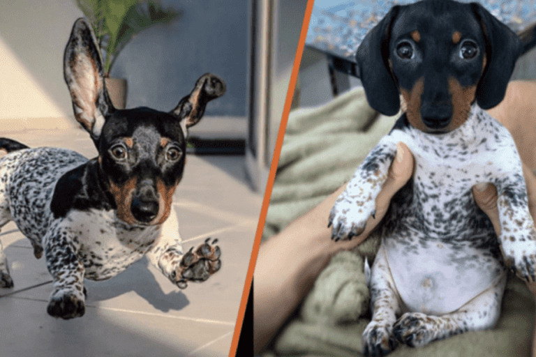 The-Adorable-Cow-Lookalike-with-19-Charm-Filled-Photos