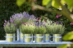 Want to grow lavender on your balcony? No problem, here are the secrets of the best nurserymen revealed