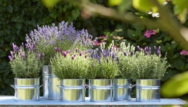 Want to grow lavender on your balcony? No problem, here are the secrets of the best nurserymen revealed