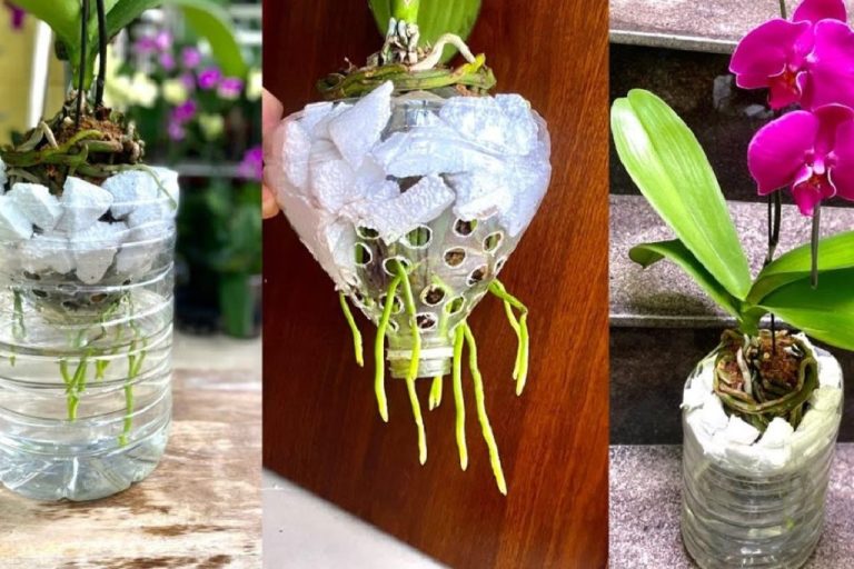 come-coltivare-le-orchidee-con-orchidee-metodo-del-vapore-1024×683.jpg