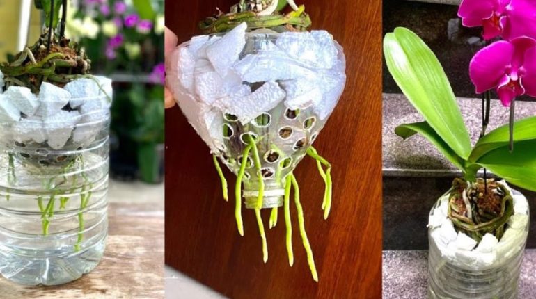 gardening Garlic Powder growth orchids plant care plastic bottle steam method vibrant flowers 