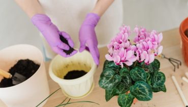 Grow a Strong and Healthy Cyclamen at Home : Essential tips