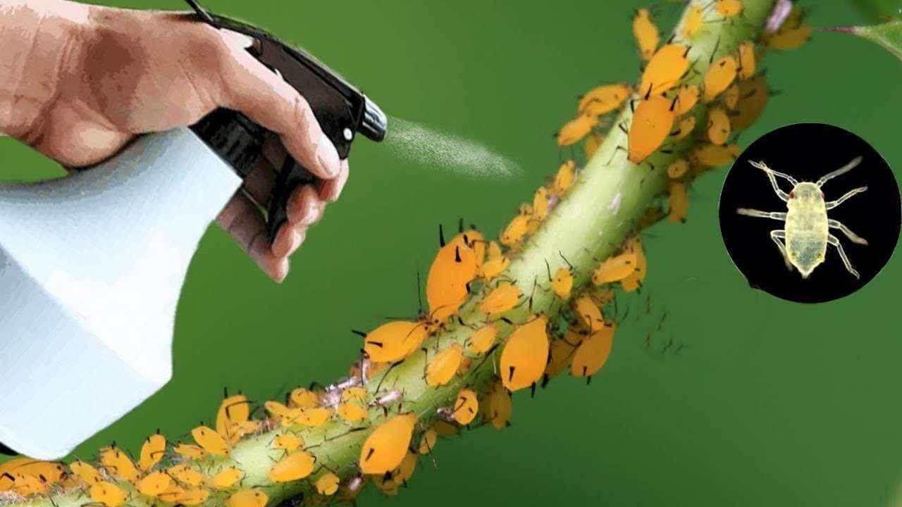 Insecticide Spraying