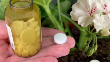 Gardening Secrets: Maximize Your Plants’ Health with Tablets