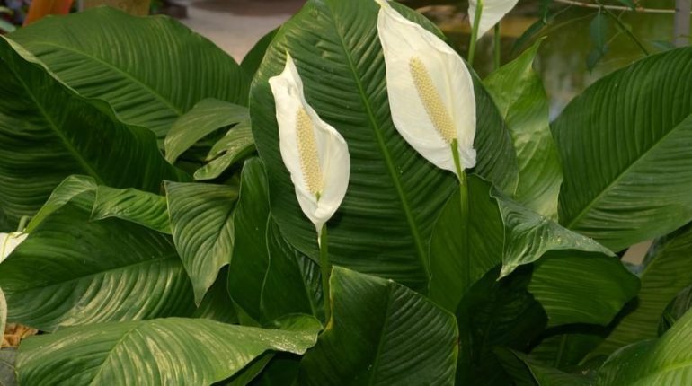 care tips Costa Rica exposure fertilization gardening indoor plants peace lily spadix Spatheflower spathes transplanting watering 