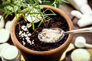 Invigorate your plants with kitchen ingredients