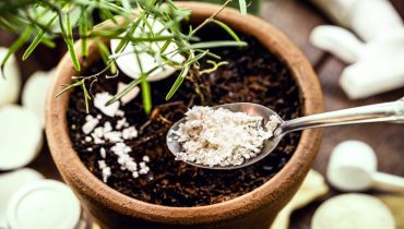 Invigorate your plants with kitchen ingredients