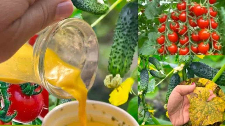 ingrediente-biologico-1024×576.jpg