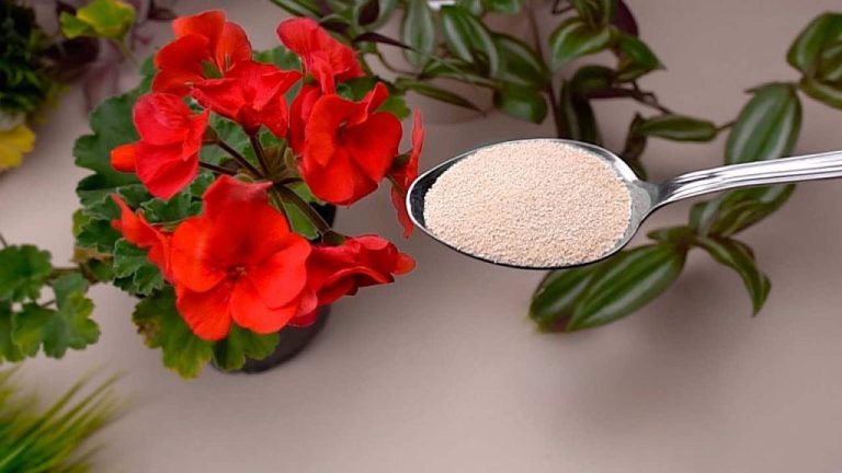 ingrediente-per-far-sbocciare-i-fiori-1024×576.jpg