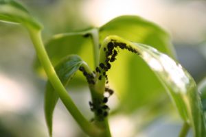 Fighting Plant Lice : Effective methods to protect your plants