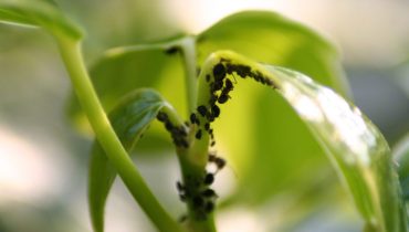 Fighting Plant Lice : Effective methods to protect your plants