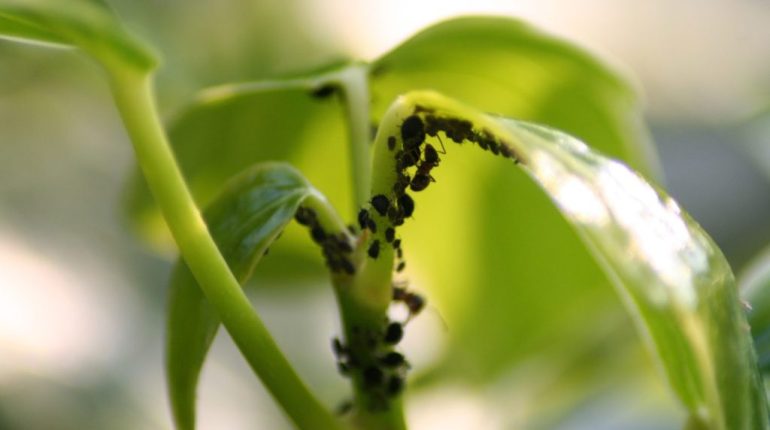 Aphid Predators Aphids Chemical Solutions Infestation Detection Insects natural remedies Organic Products Ornamental Plants. pest control Plant Health Plant Lice 