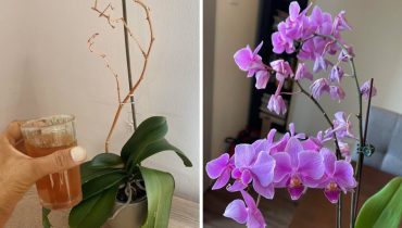 The most effective trick for saving a dying orchid and getting it to bloom again