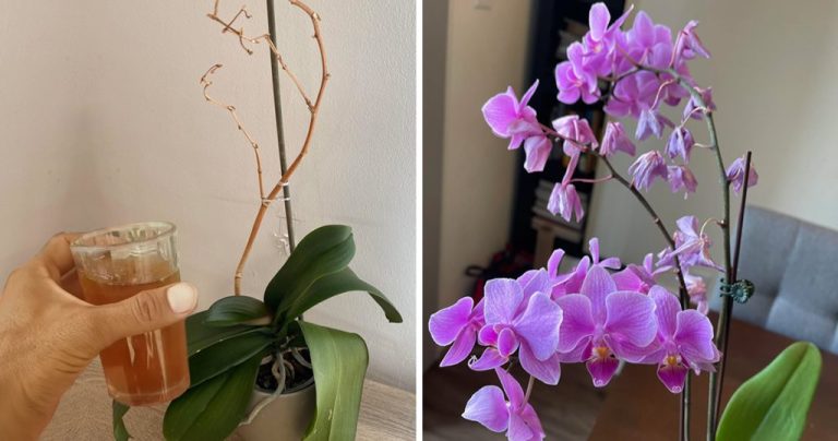 recuperare-orchidee-morenti-1-1024×538.jpg