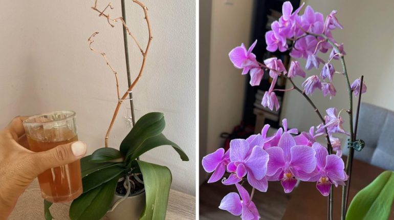 Care conditions flowers growth humidity light nutrition orchid care. orchids patience plant pruning repotting revival tips watering 