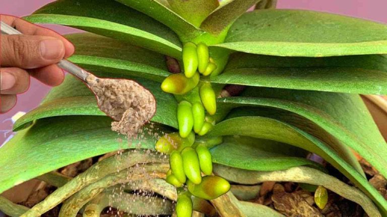 rimedio-per-le-orchidee-1024×576.jpeg