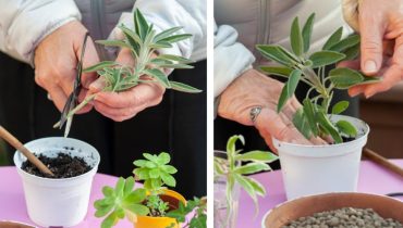 Potted Sage: Breeding and Practical Advice