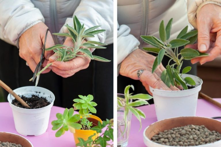 salvia-in-vaso-come-si-salvia-in-vaso-1024×683.jpg