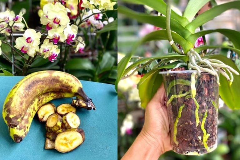 se-non-conosci-questo-metodo-orchidea-fertilizzante-alla-banana-1024×683.jpg