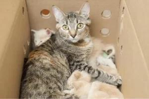 Feline Heroism: Striped Mama Cat Nurtures 14 Newly Adopted Kittens