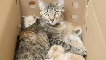 Feline Heroism: Striped Mama Cat Nurtures 14 Newly Adopted Kittens