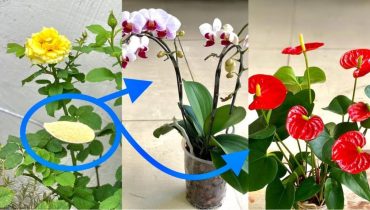 Vigorous Roses and Orchids in All Seasons: The Natural Solution