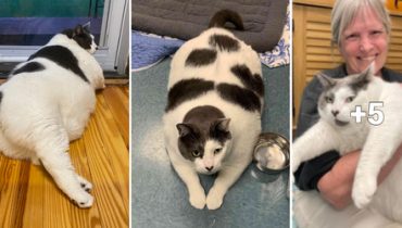 Adoption cat chubby cat Diet dynamic personality exercise Facebook Journey lifestyle Patches pet owner shelter siblings supersized feline veterinarian Virginia Shelter weight loss. 