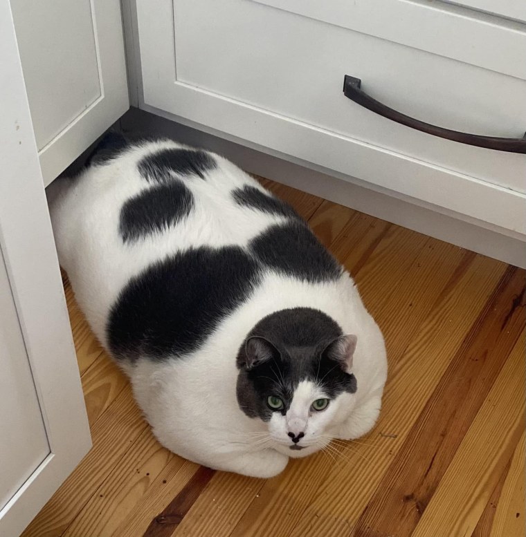 Patches, chat de 40 livres