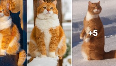 adventures Birds cat cherish cold weather cozy home family Friendship ginger little things. Mischievous Mr. Black outdoors plump cat Russian winter snow stray sunny weather 