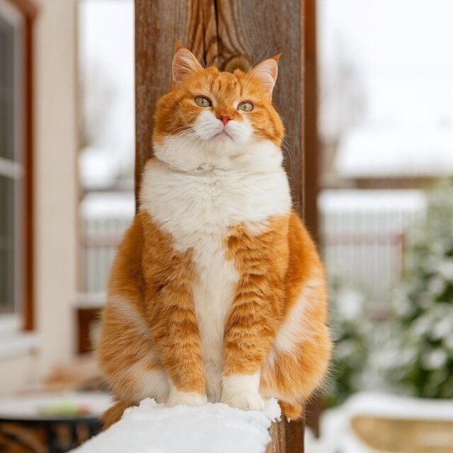 Ginger in the Snow