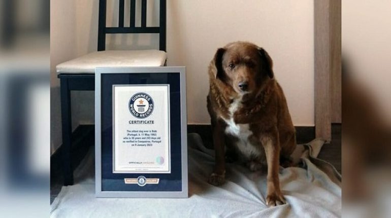 Bobi Dogs extraordinary grief Guinness World Records Leonel Costa long life Love oldest dog Rafeiro do Alentejo remarkable story veterinary care 