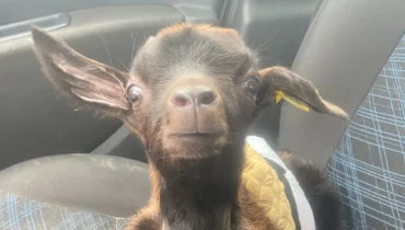 Rescue Goats from Slaughter: Adopt a Kid This Weekend!