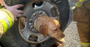 Firefighters’ Ingenuity Saves Labrador Stuck in Spare Tire