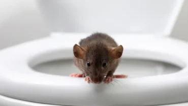 Toilet Terror: Man Hospitalized After Rat Bite in Bathroom