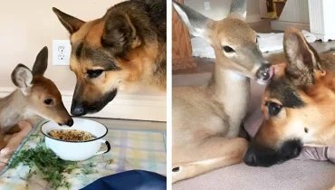Serge, the German Shepherd Who Found His Calling as a Fawn Foster Dad