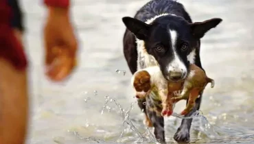 Heroic Dog Saves Drowning Puppy from Raging River