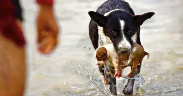 Un-chien-courageux-sauve-un-chiot-de-la-noyade-et-le-sort-de-la-riviere-1200×628