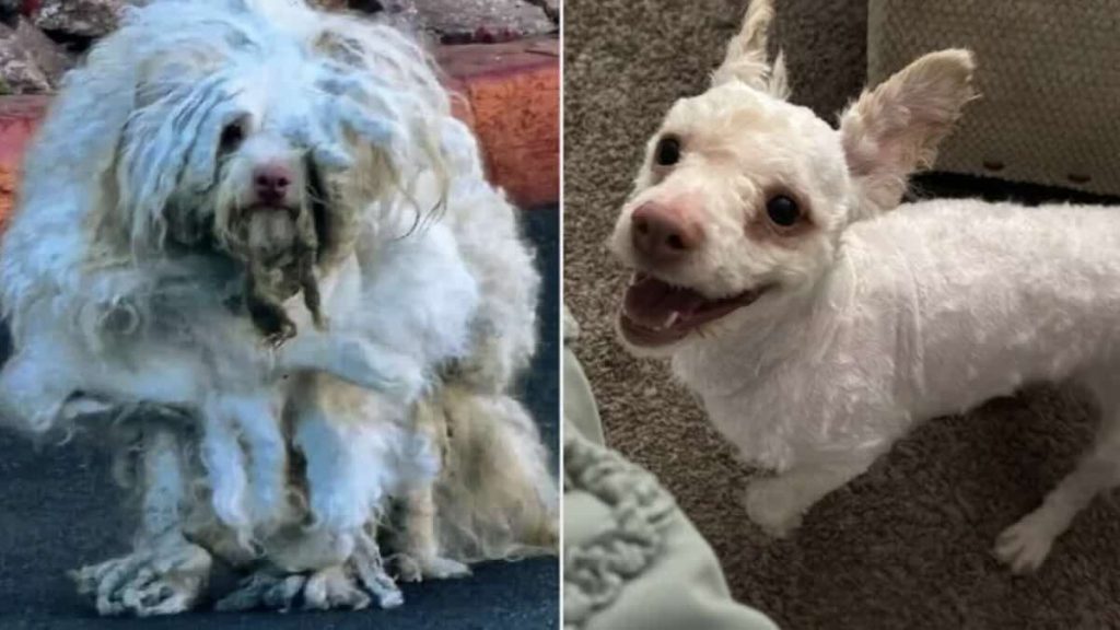 The Heartwarming Transformation of a Stray Dog in Las Vegas