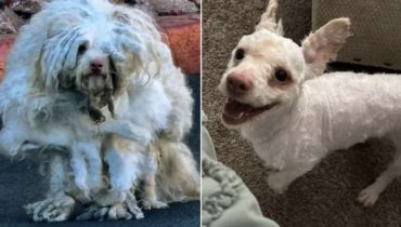 The Heartwarming Transformation of a Stray Dog in Las Vegas