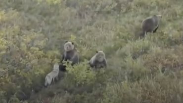Drone Captures Playful Interaction Between Dog and Three Brown Bears in Russia