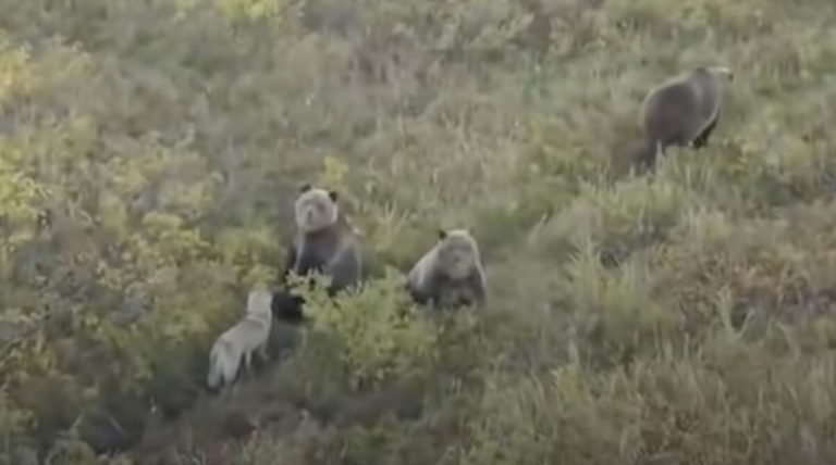 dog-and-bears