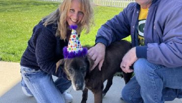 From Shelter to Forever Home: Senior Dog Finds Love After 11 Years