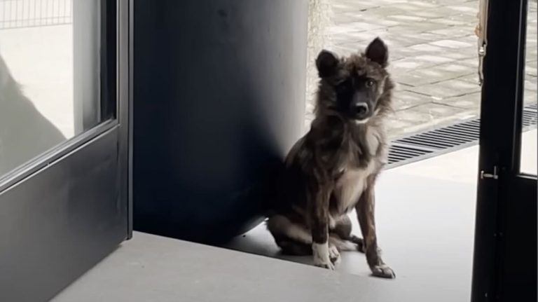 jake-dog-rescue-bali