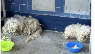 From Rags to Riches: The Heartwarming Rescue of Two ‘Ragamuffin’ Dogs