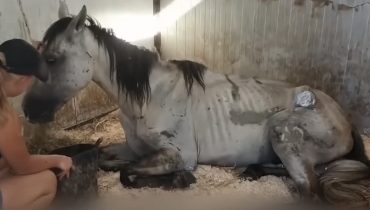 The Heartwarming Journey of Olaf, the Rescued Tourist Horse